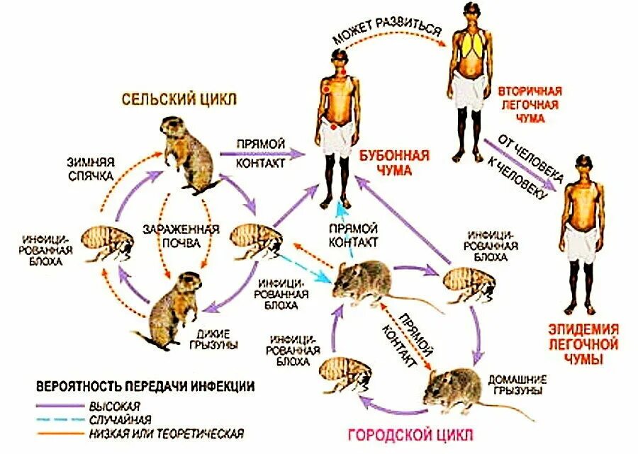 Как проявлялась чума