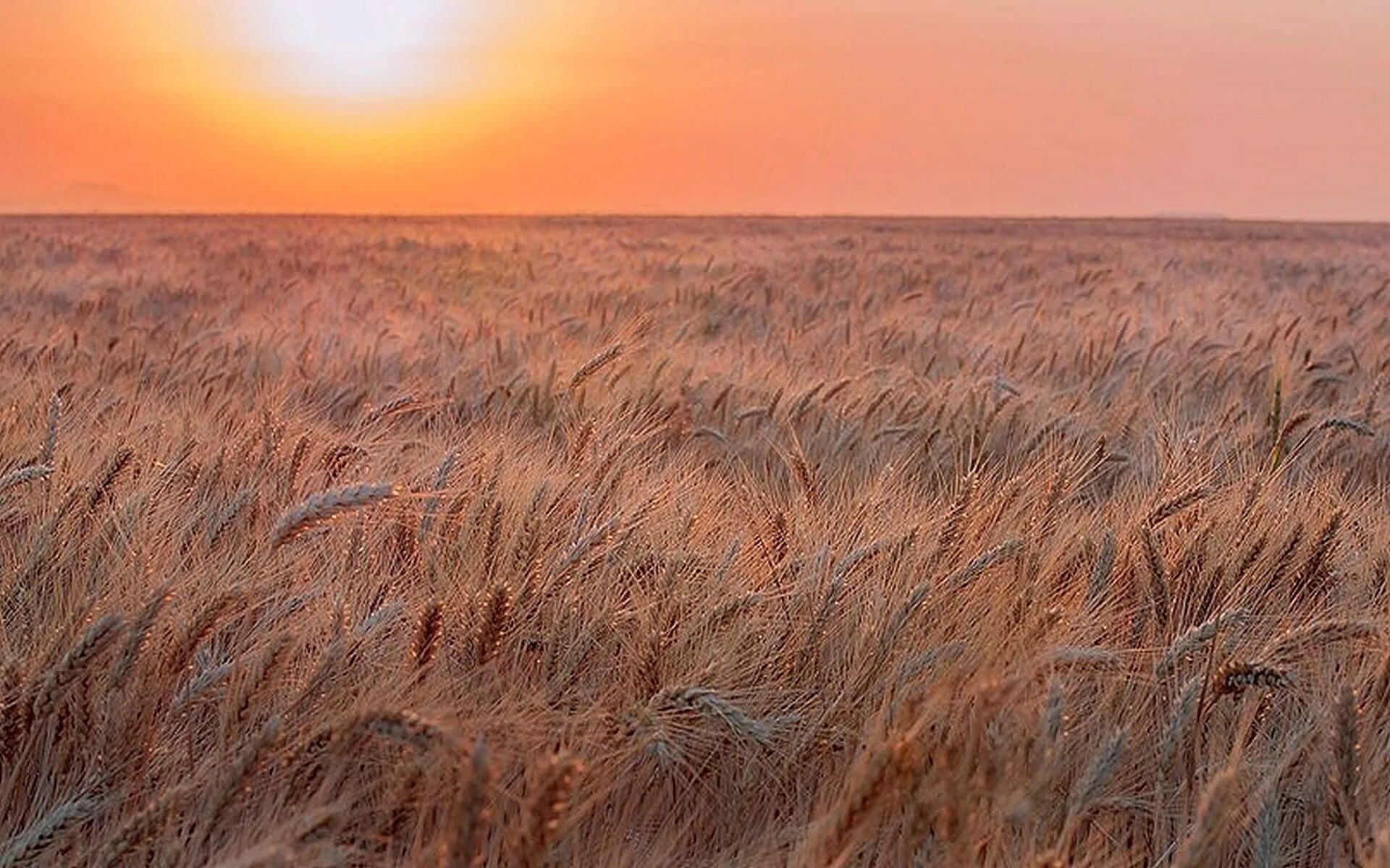 Я пошла туда где густая рожь. Ковыльная степь и пшеничное поле. Колосковое поле Алтайского края. Поле рожь. Степь рожь.