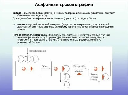 Что такое аффинно очищенные антитела