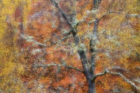 Wood wild