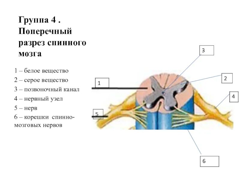 Как выглядит спинной мозг на поперечном. Строение спинного мозга на поперечном разрезе 8 класс. Спинной мозг строение и функции схема. Поперечный разрез спинного мозга рисунок 3.17. Строение спинного мозга продольный разрез.