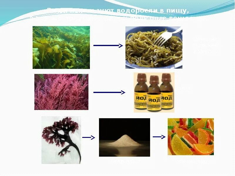 Какое значение ламинарии в жизни человека. Полезные водоросли для человека. Водоросли используемые человеком в пищу. Человек в водорослях. Морские водоросли употребляемые в пищ.
