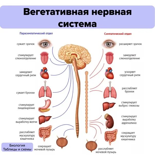 Укажите функции симпатической нервной системы. Функции симпатической и парасимпатической нервной системы таблица. симпатическая и парасимпатическая нервная система. симпатическая и парасимпатическая нервная система отличия. влияние парасимпатической нервной системы.