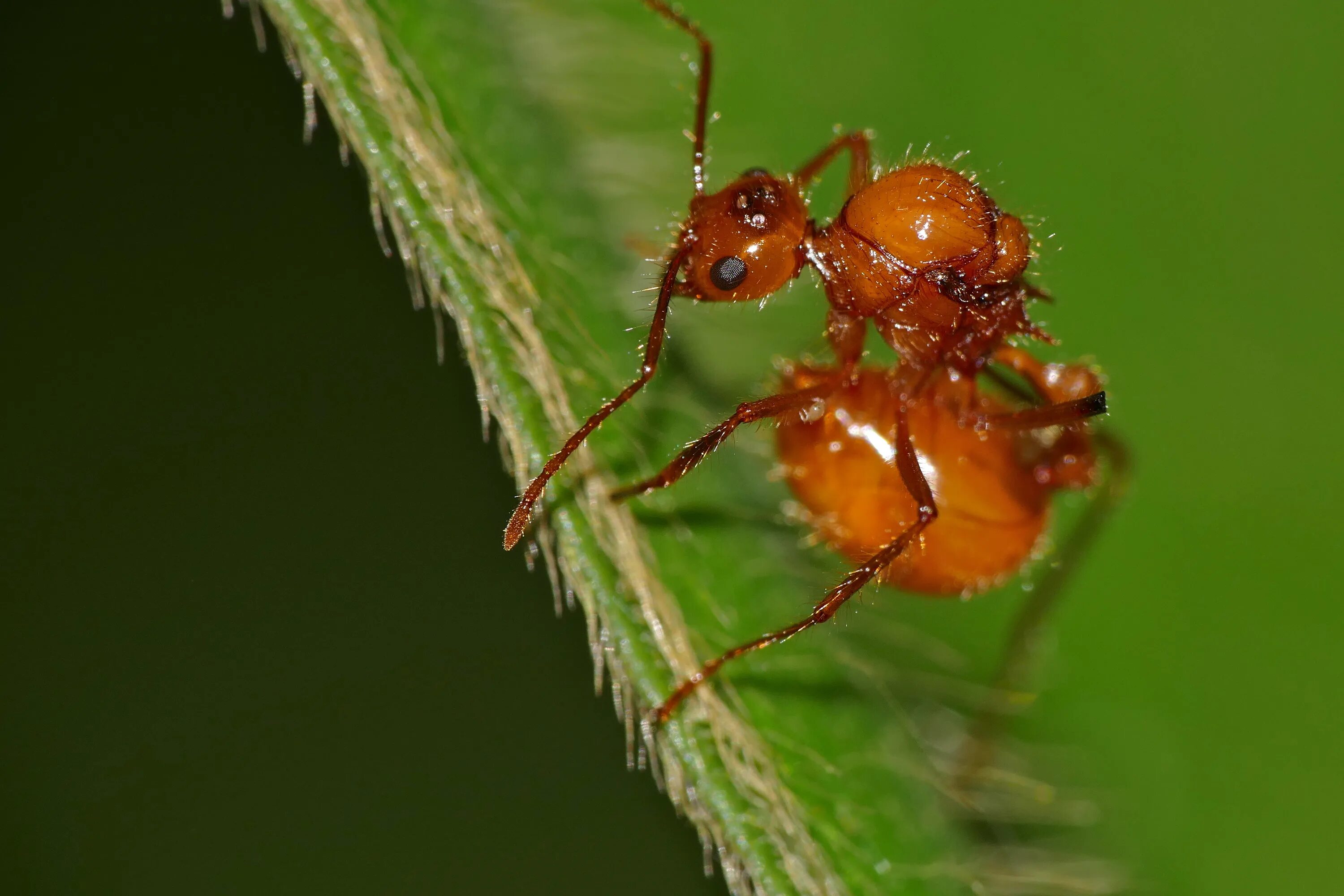 Муравьи фуражиры. Myrmecia brevinoda. Oecophylla smaragdina. Муравьи рабовладельцы. Красный муравей тропиков.