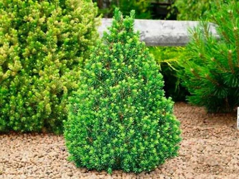 Коника какой высоты вырастает. Ель канадская коника picea glauca conica. Ель канадская коника. Ель канадская conica. Коника какой высоты вырастает.