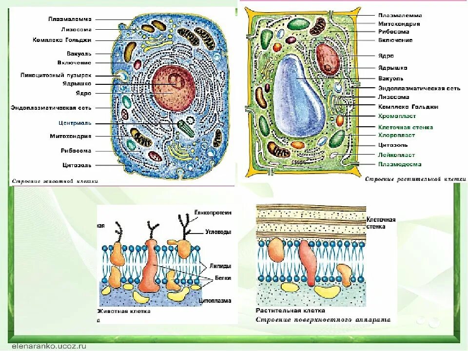 Рисунки клеток бактериальной растительной и животной клетки. Строение клетки растения животного и гриба. Растительная животная и грибная клетка. Строение клеток растений животных грибов и бактерий. Сравнение клеток организмов