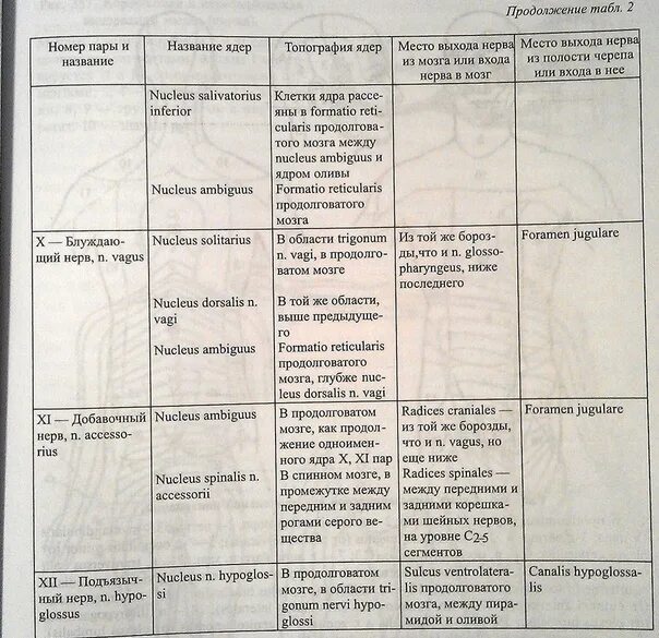 Ядра черепных нервов головного мозга. Черепно мозговые нервы таблица иннервация. Иннервация 12 черепных нервов. Функции черепных нервов таблица. 12 Пар черепно мозговых нервов таблица.