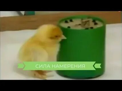 Эксперимент по намерению линн