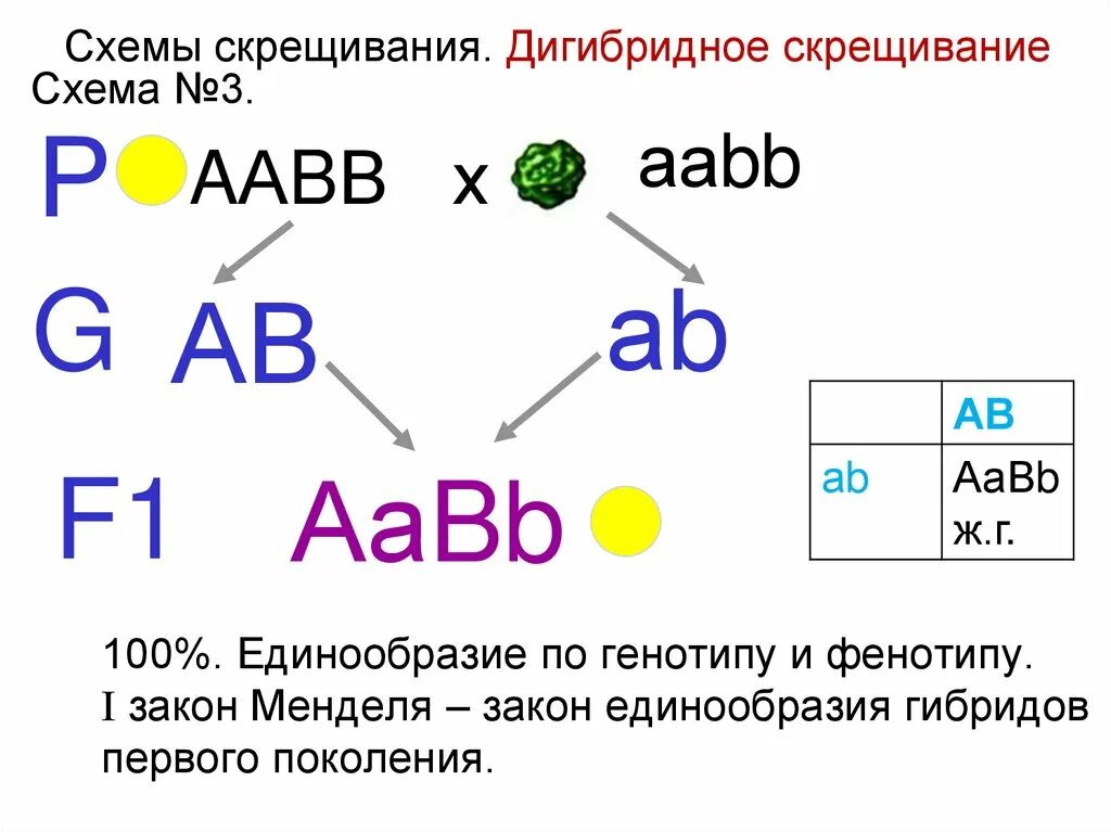 Анализирующее дигибридное скрещивание схема. Схема скрещивания при дигибридном скрещивании. Схема скрещивания AABB. Генотип дигибридного скрещивания.