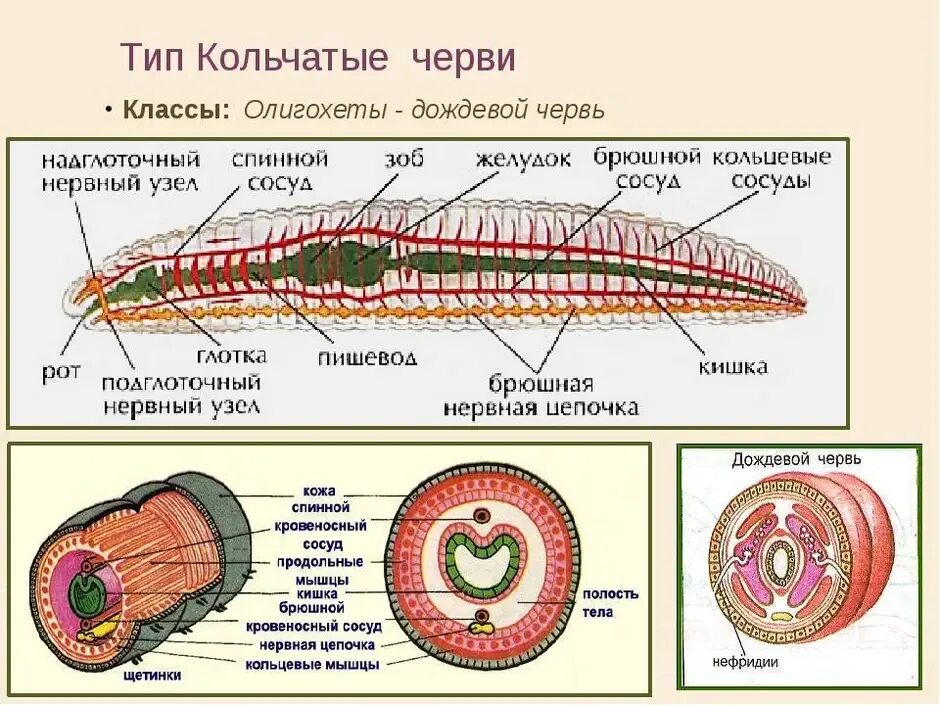 Черви особенности внешнего строения. Строение типа кольчатых червей. строение органов кольчатых червей. тип кольчатые черви строение систем. кольчатые черви строение в разрезе.