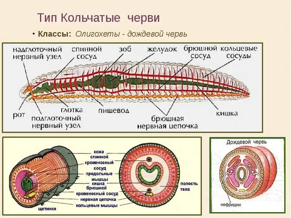 Замечательная особенность этого червя состоит. Строение типа кольчатых червей. Строение органов кольчатых червей. Тип кольчатые черви строение систем. Строение кольчатых червей 8 класс.