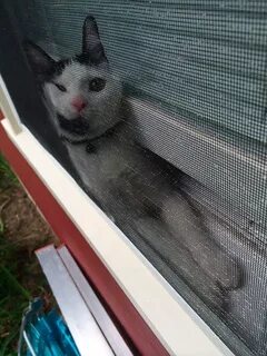 Кот попал в ловушку