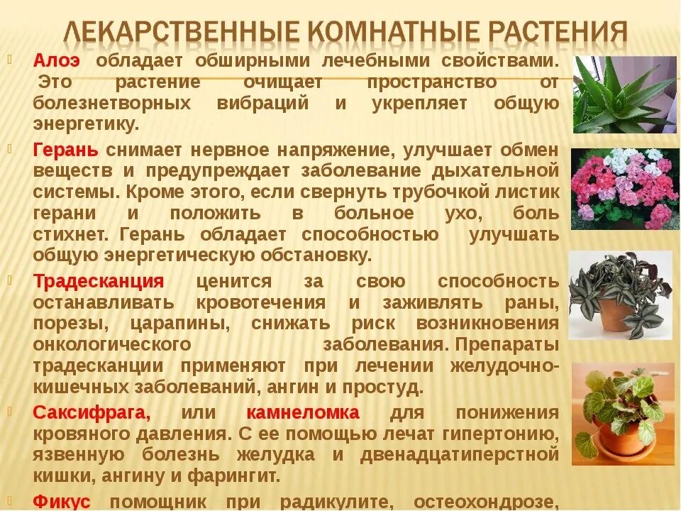 Основные свойства растения. Полезные комнатные растения. Домашние лекарственные растения. Целебные комнатные растения. Свойства комнатных растений.