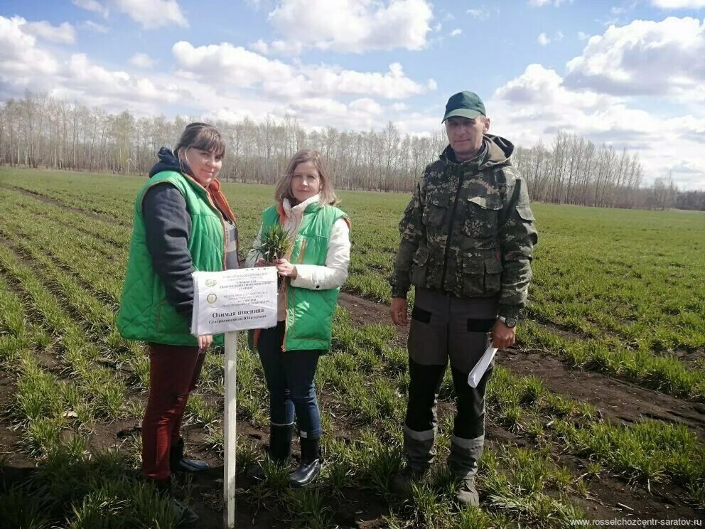 Мониторинг россельхозцентр. Мониторинг россельхозцентр