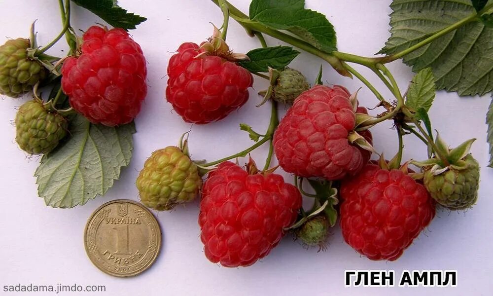 Малина глен ампл описание сорта фото