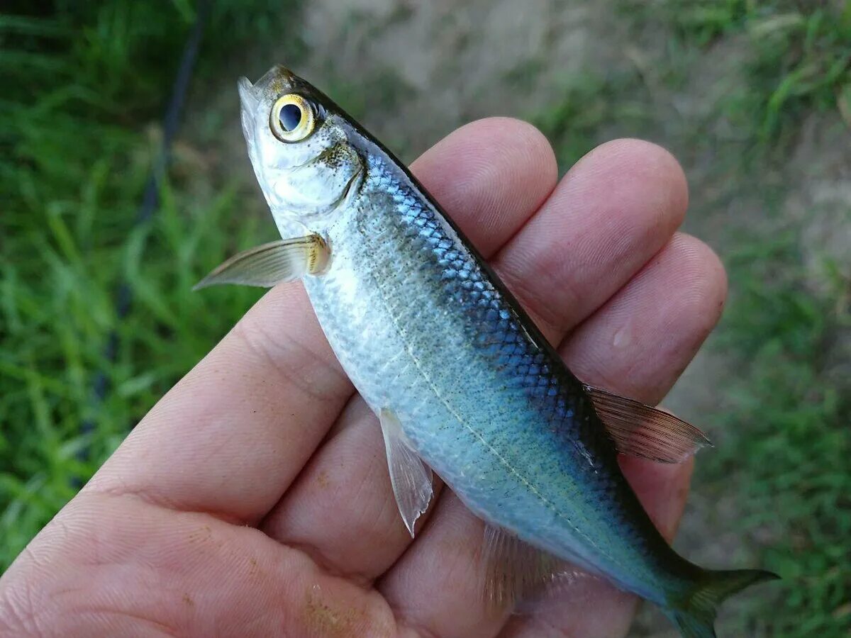 Верховка Leucaspius delineatus. Верхоплавка и уклейка. Уклейка Alburnus Alburnus. Рыбка Серебрянка верхоплавка. Рыбы мелких рек