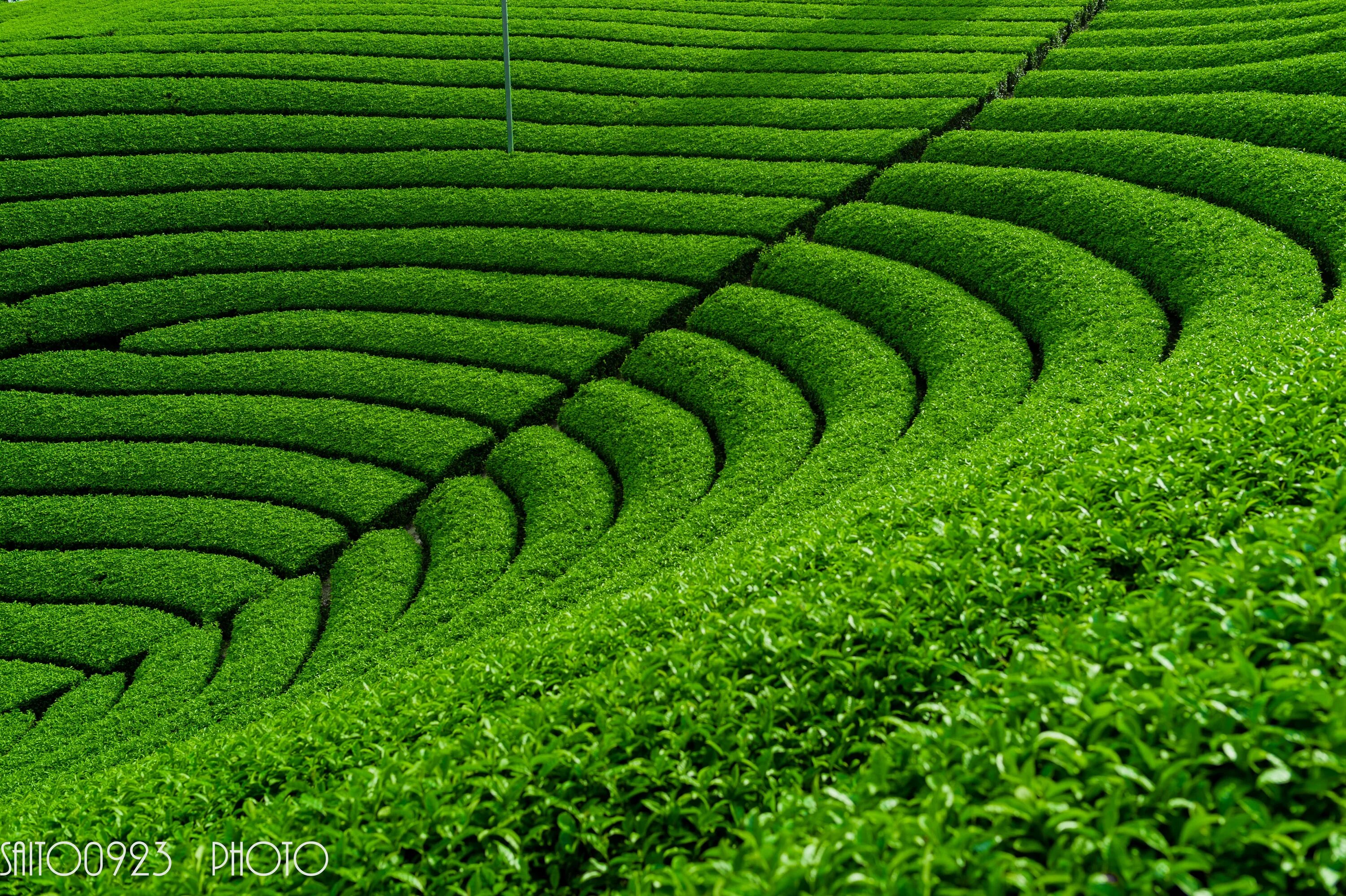 Tea fields
