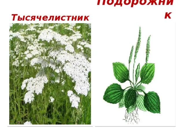 Как выглядит птичья гречишка тысячелистник пустырник. Подорожник репейник тысячелистник. птичья гречишка тысячелистник подорожник пустырник. ромашка подорожника крапива тысячелетник. тысячелистник, репейник, подорожник, пустырник ..