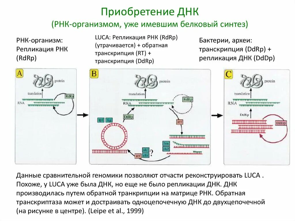 В двухцепочечной молекуле днк насчитывается 4998