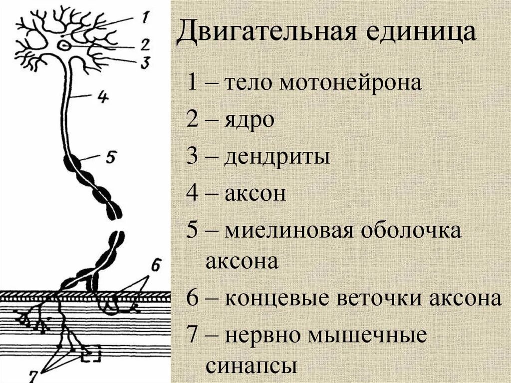 Схема двигательной единицы физиология. Двигательная единица мотонейрон. Строение двигательной единицы мышцы. Двигательные единицы мышц физиология.