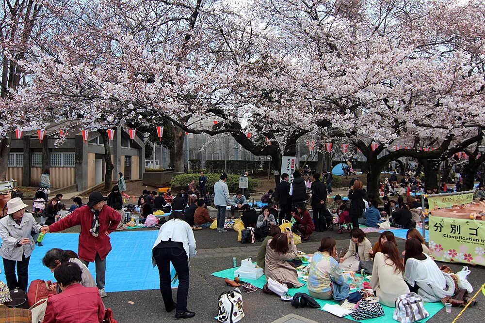Токио в мае. Парк маруяма цветение сакуры. Река в кавагоэ япония. Токио в мае. Весна в японии.