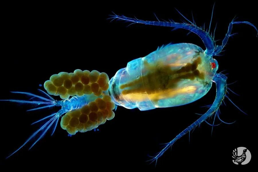 Дафнии циклопы бокоплавы. Веслоногие ракообразные циклоп класс. Циклоп планктон. Циклоп рачок. Циклоп биология ракообразные.