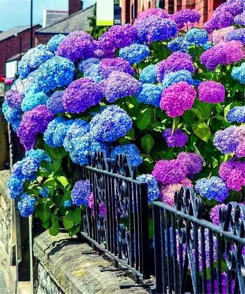 Гиацинт пинк перл. Монарда двойчатая. Примула виаля мелкозубчатая. Люпин многолистный рассела. Гортензия садовая.