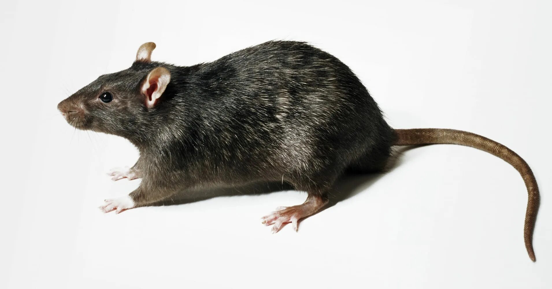 Мышь рост. Серая крыса Пасюк. Черная крыса. Азиатская крыса. Большая черная крыса.