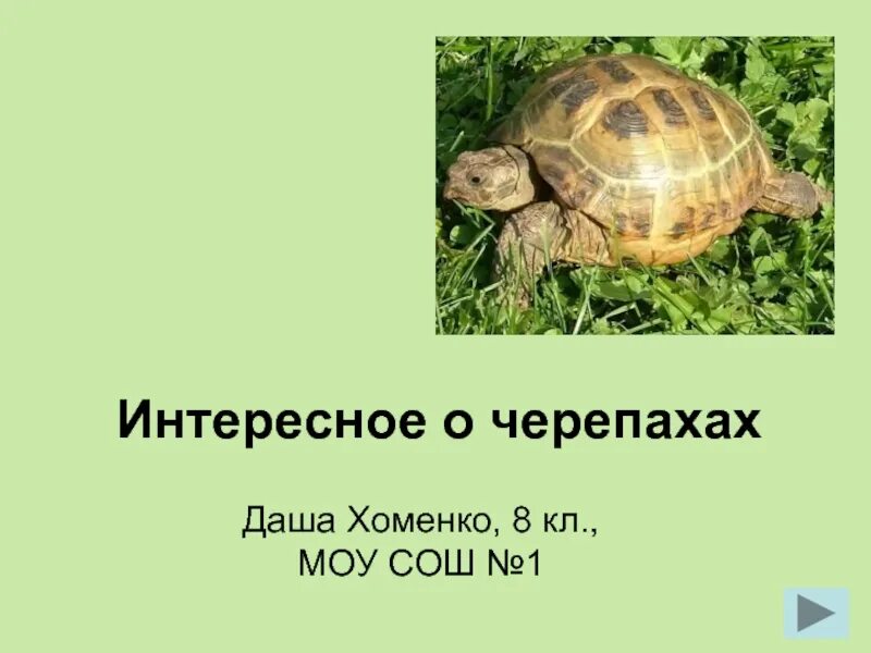 Про черепаху 1 класс. Интересные черепахи. Черепаха для презентации. Интересные факты о черепахах. Рассказ про черепах.