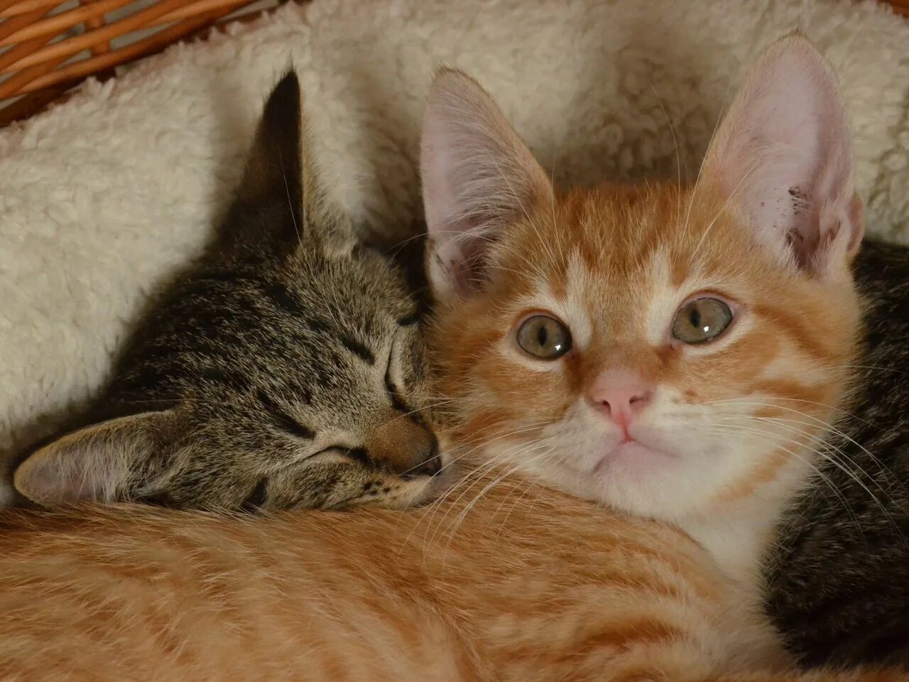 Рыжий котёнок. Рыжий и серый кот. Черный белый и рыжий кот. Рыжий и черный котенок. Серые белые черные и рыжие.