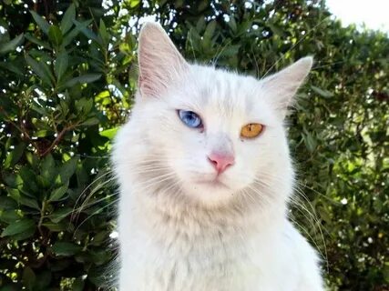 Котики с разными глазами