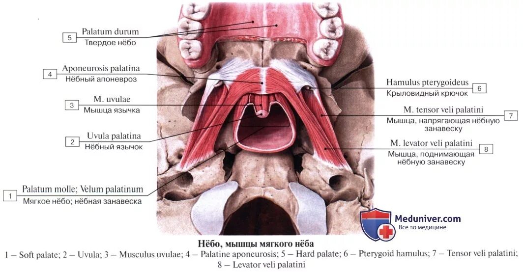 Поднятие мягкого неба. Мышцы мягкого неба (Palatum Molle):. Arcus palatoglossus Arcus palatopharyngeus. Небная занавеска анатомия. Мышцы небной занавески.