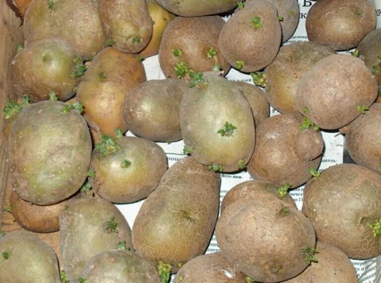 Пророщенный картофель. Посадка картофеля. Картофель семенной с ростками. ЯРОВИЗИРОВАННЫЙ картофель.