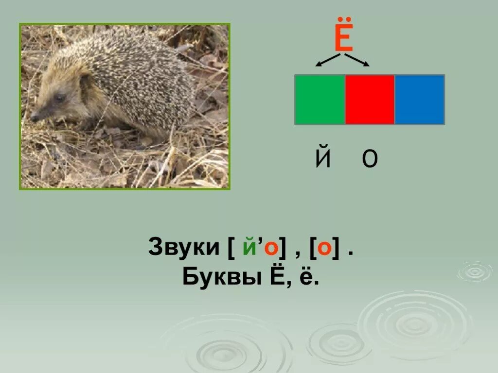 Ежик слоги буквы звуки. Звук и буква е. Буква е и ё. Буква е и ее звуки. Буква ё звук йо.