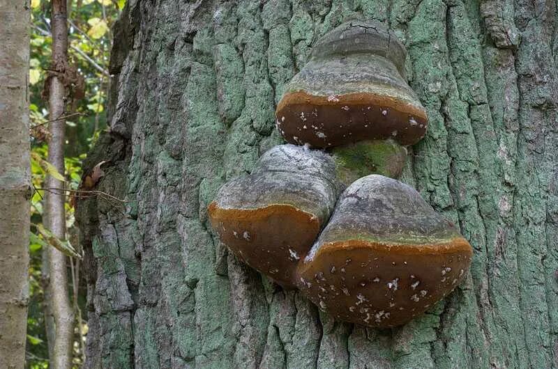 гриб дуб. гриб дуб. трутовик ложный. гриб дуб. пиптопорус дубовый гриб.