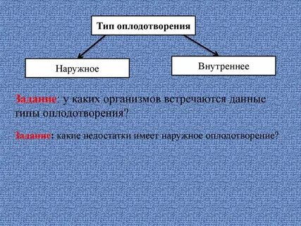 Внутреннее оплодотворение это