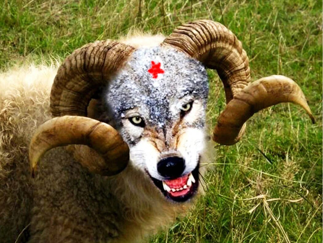 баран расстроился. баран расстроился. смешной козёл. баран расстроился. грустный козел.