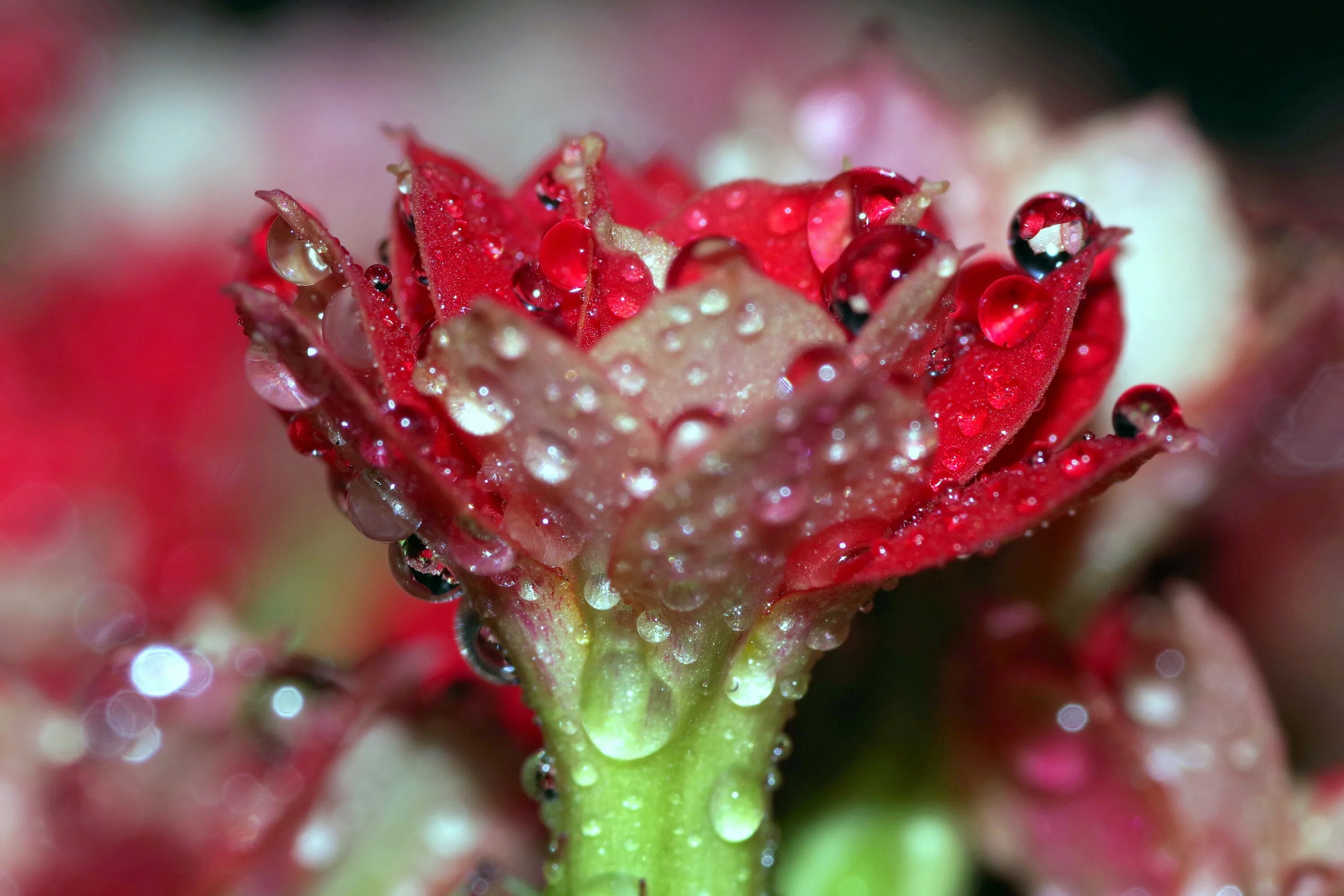 Drop flowers. Роса на цветах. Капелька на цветке. Цветы с каплями росы. Макросъемка.