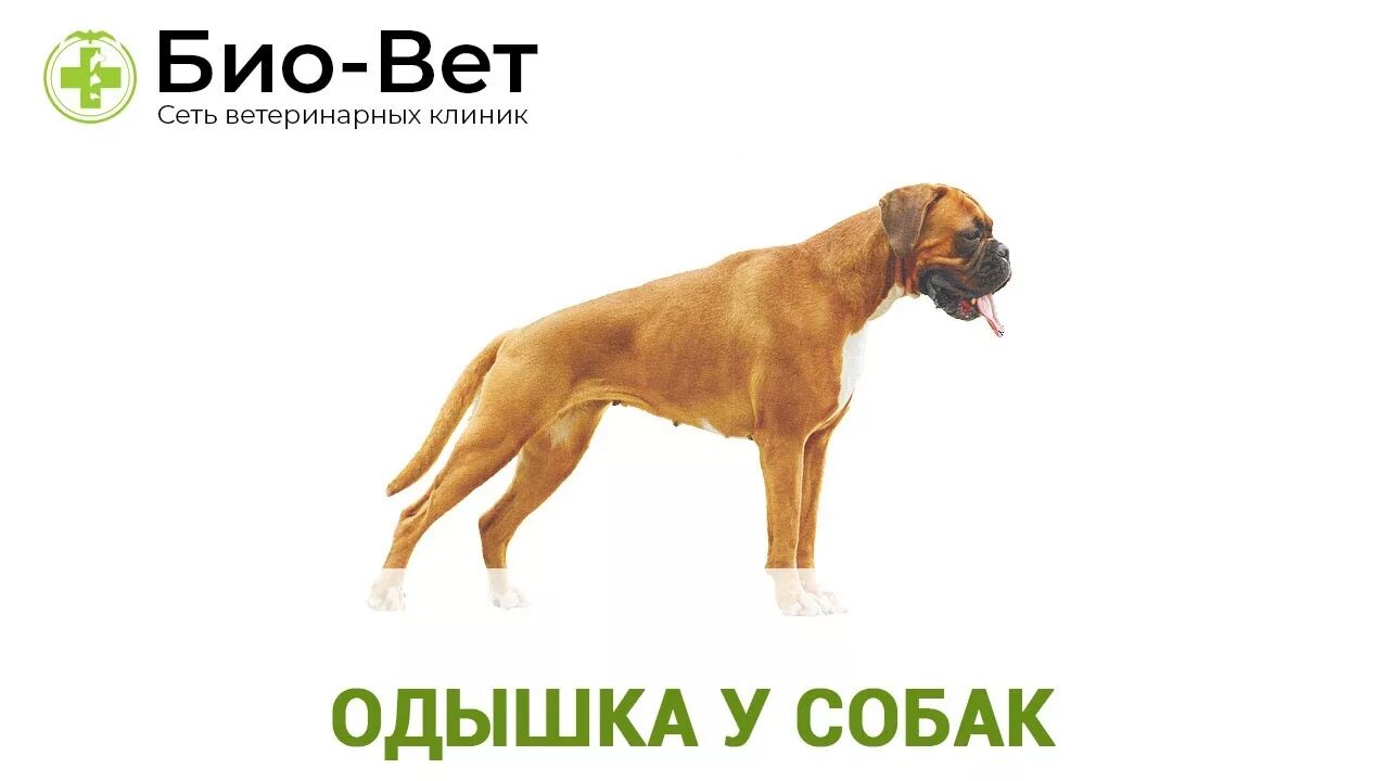 Эклампсия у собак Tena, Royal canin, Breeders
