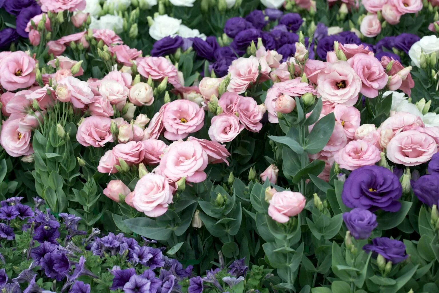 Эустома лизиантус махровая. Эустома многолетняя семена. Эустома однолетник. Многолетний цветок эустома. Эустома плетистая многолетняя.