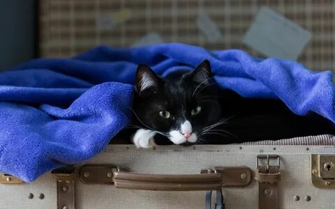 Собирать котиков