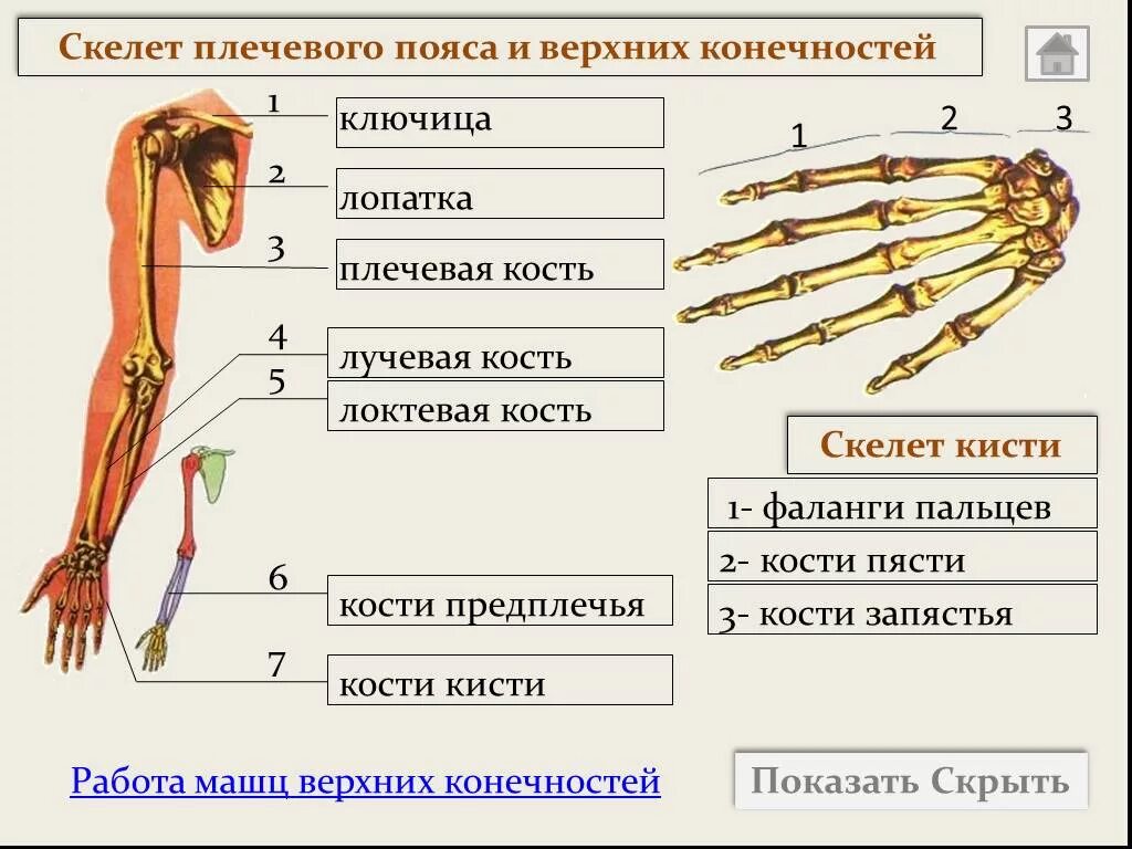 Скелет плечевого пояса и свободной верхней конечности. Скелет свободной верхней конечности анатомия. Строение пояса верхних конечностей анатомия. Скелет пояса верхних конечностей (плечевого пояса).