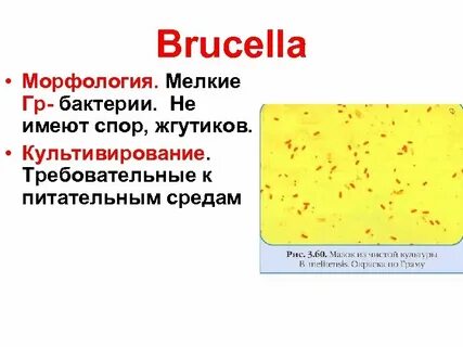 Мельче грамма