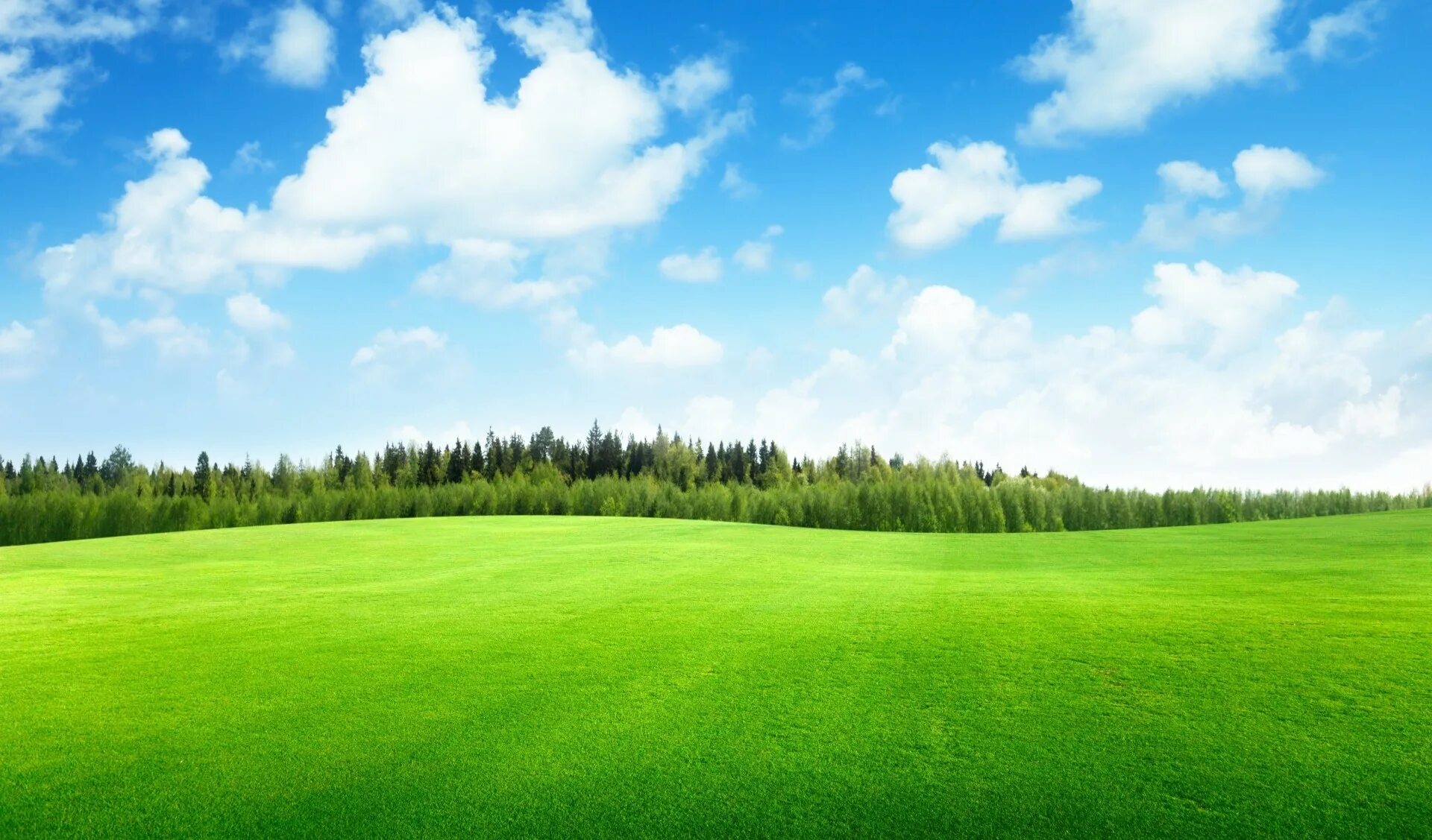 Зеленый луг купить. Зеленое поле. Трава и небо. Зеленый пол. Трава поле.