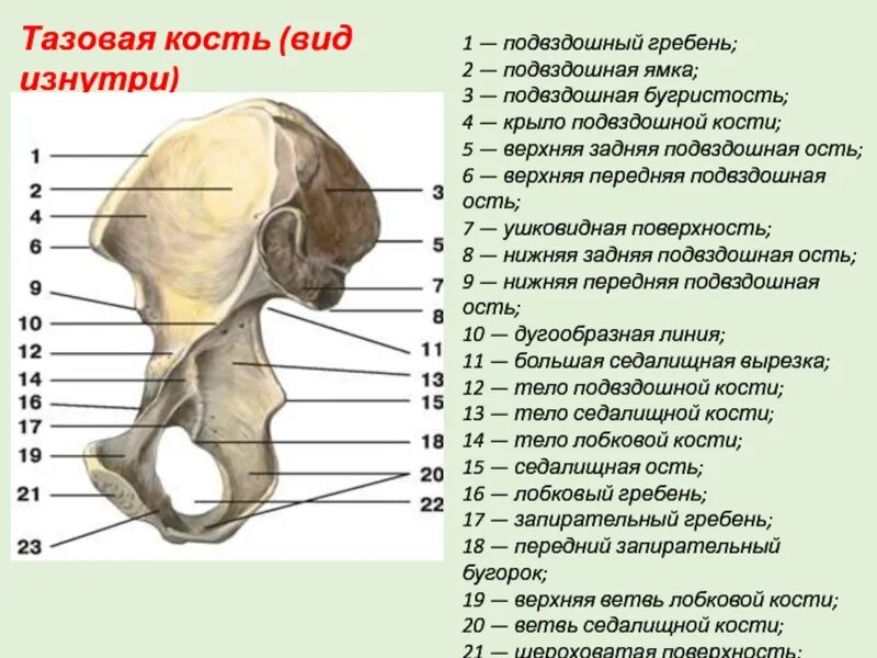 Подвздошная кость тазовой кости. Строение подвздошной кости анатомия. Тазовая кость подвздошный гребень. Задний отдел гребня подвздошной кости.