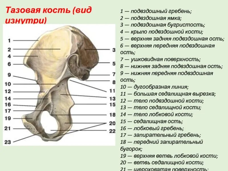 Где находится гребень