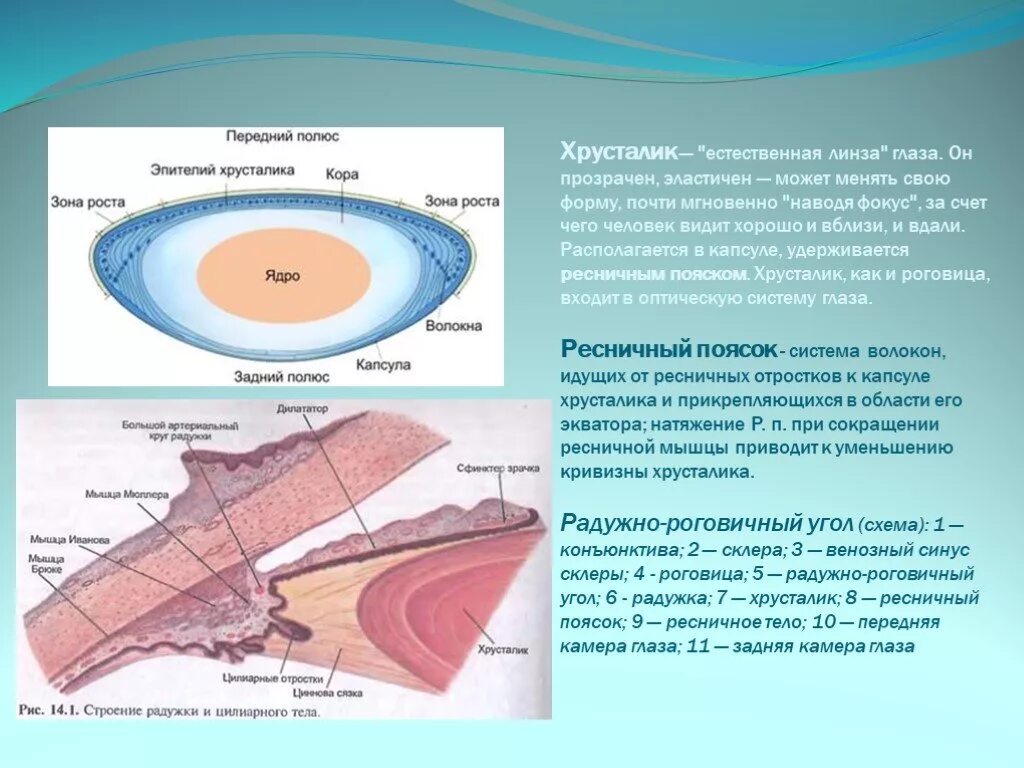 Ресничная мышца глаза функции. Хрусталик строение анатомия. Строение хрусталика глаза анатомия. Радужная оболочка строение гистология. Анатомическое строение хрусталика.