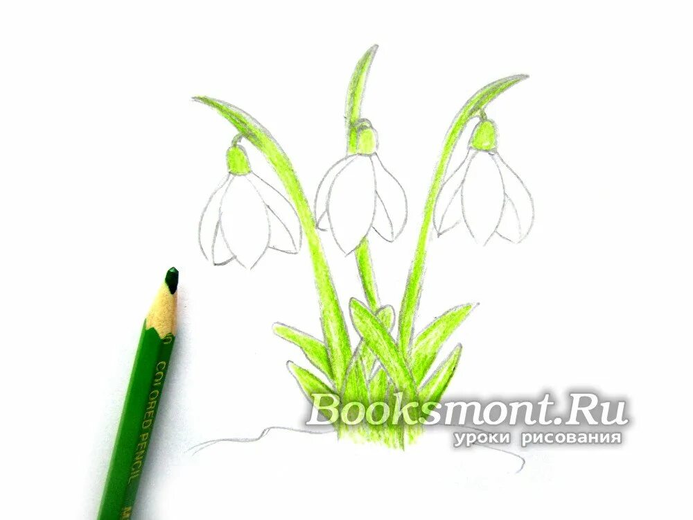 Подснежник рисунок 5 класс. Подснежник рисунок. подснежник рисунок для детей карандашом. подснежник рисунок для детей. рисование подснежников карандашами.