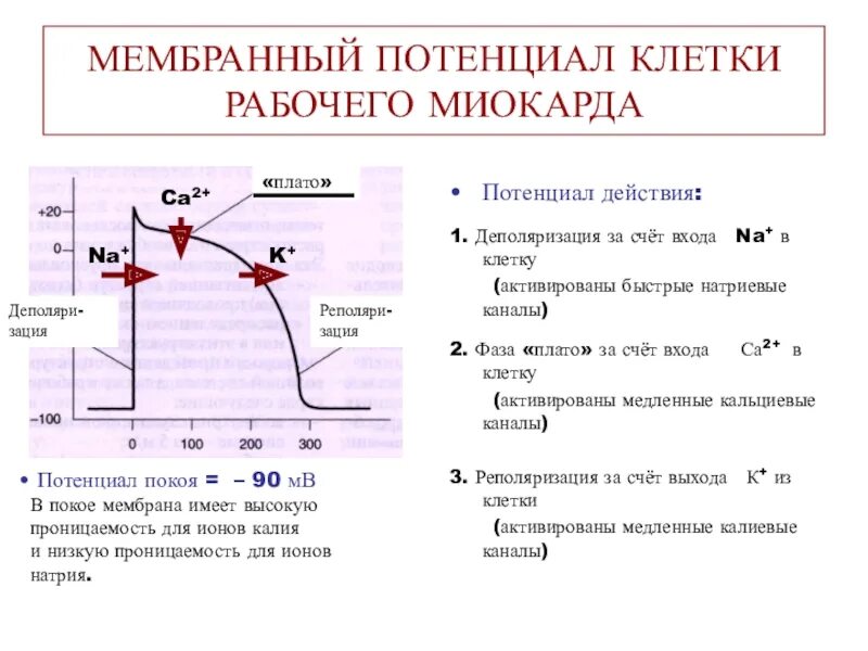 Мембранный потенциал деполяризация мембраны. Потенциал мембраны клетки. Мембранный потенциал клеток миокарда. Фазы потенциала действия физиология график.