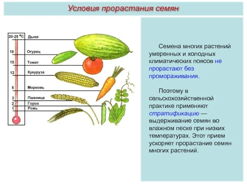 Семена кукурузы какую температуру. Температура прорастания семена огурцы. Температура при прорастании семян. Температура прорастания семян пшеницы. Температура прорастания семян огурца.